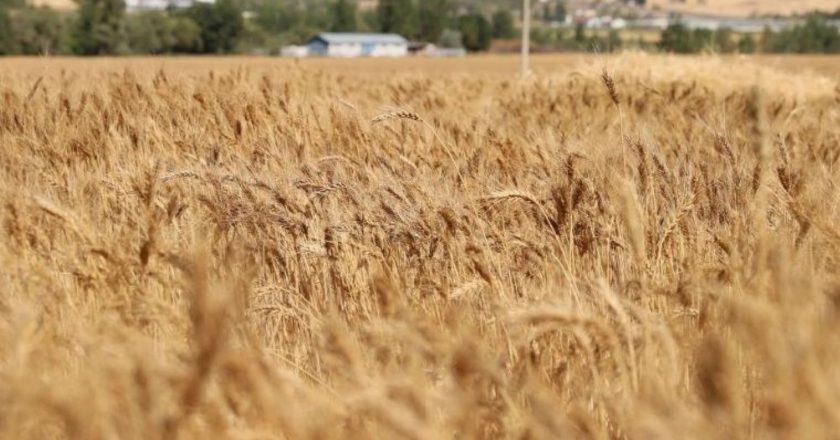 Sivas buğday hasadında dünyaya meydan okudu: 1 milyon ton rekolte bekleniyor – Son Dakika Hayat Haberleri