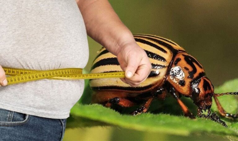 Ankara Üniversitesi’nden Şaşırtıcı Araştırma: Patates Böceğinin Kış Uykusu Obeziteye Çare Olabilir – Son Dakika Türkiye Haberleri