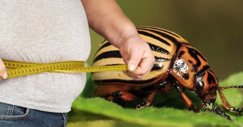 Ankara Üniversitesi’nden Şaşırtıcı Araştırma: Patates Böceğinin Kış Uykusu Obeziteye Çare Olabilir – Son Dakika Türkiye Haberleri