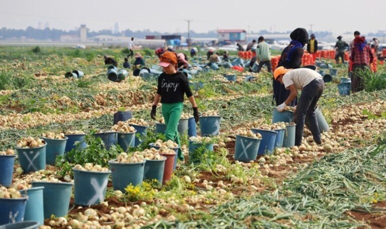 Alandaki fiyat 7 lira’ya düştü: 1 acro’nun maliyeti 35 bin lira … – Son dakika hayatı için haberler