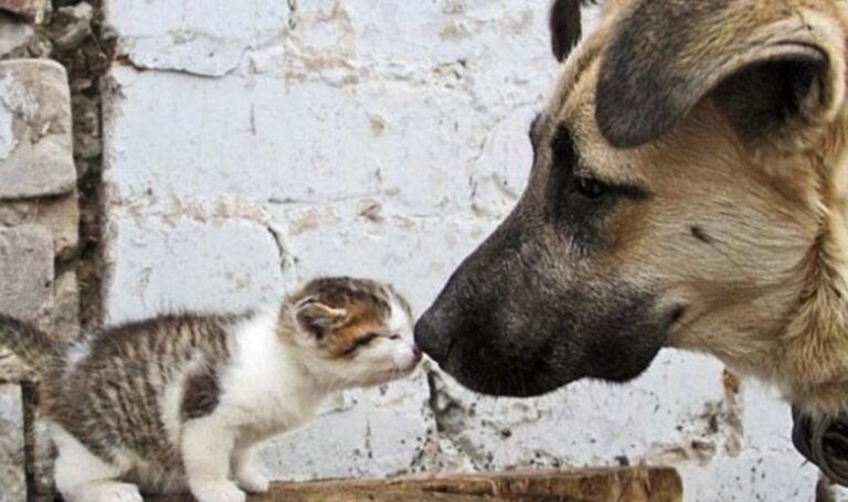 7 Yaşam Avukatlarından Arayabilir: Aym, Aym için Yaşam için Gelsin – Son Dakika Türkiye Haberleri