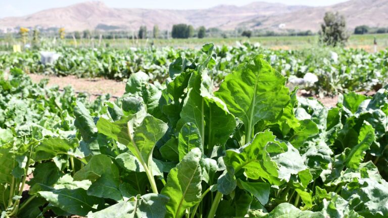 2025-2026 Dönemin hisseleri şeker olarak belirlendi