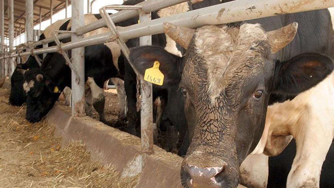 Ankara'dan sonra Bolu! Deli dana paniği... Deli dana hastalığı nedir ve nasıl bulaşır? Deli dana hastalığının belirtileri nelerdir? Kişiden kişiye bulaşabilir mi? 3