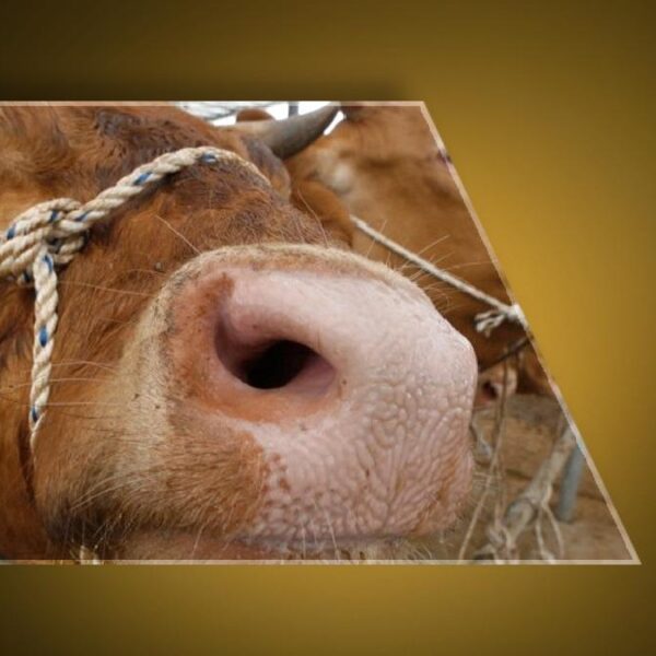 Ankara’dan sonra Bolu! Deli dana paniği… Deli dana hastalığı nedir ve nasıl bulaşır? Deli dana hastalığının belirtileri nelerdir? Kişiden kişiye bulaşabilir mi?