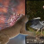 Kuş gribi insan hayatını aldı! Virüs tehlikenin kapısını açtı: ‘Artık çok başlı bir tehdit’