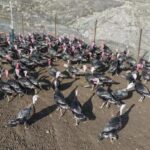 Almanya’dan döndü, kendi işinin sahibi oldu: ‘Çevre illere de genişlemeyi hedefliyoruz’